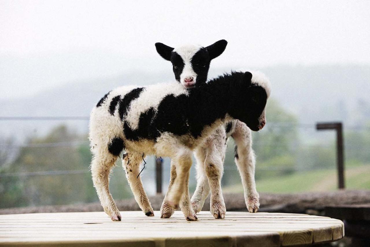 Отель Bank Ground Farm Конистон Экстерьер фото
